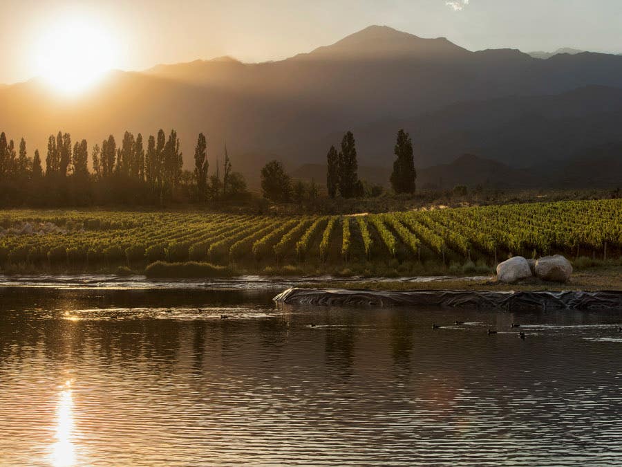 Argentinian vineyard Argentinian vineyard