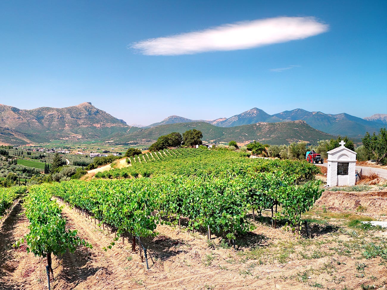 Vignoble de la région de Némée en Grèce