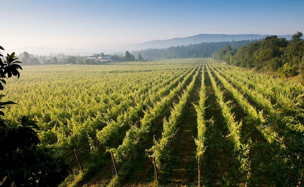 Vignoble- vinho-verde Un Vignoble dans la région de vinho verde au Portugal