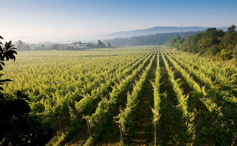 Un Vignoble dans la région de vinho verde au Portugal