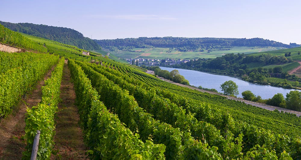 Vignes au bord de la Moselle