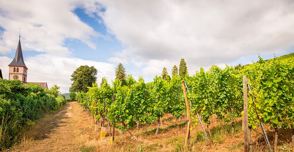 Un terroir exceptionnel