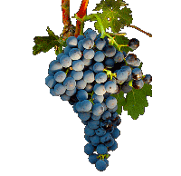 tempranillo