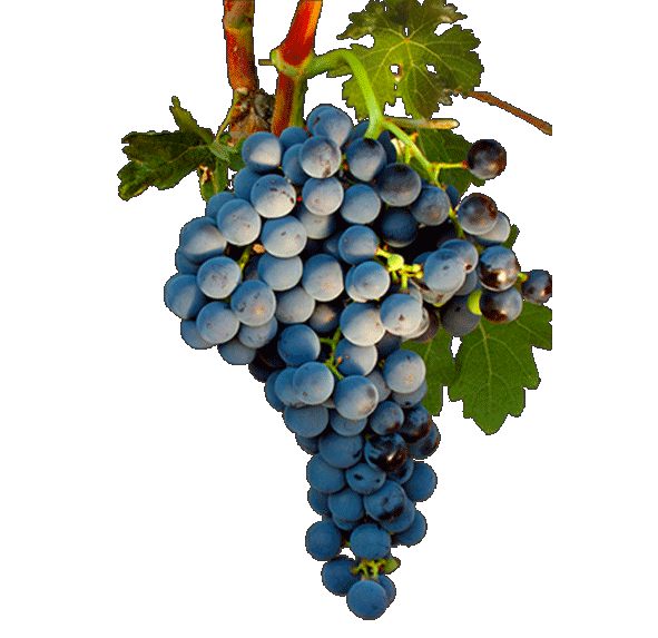 tempranillo