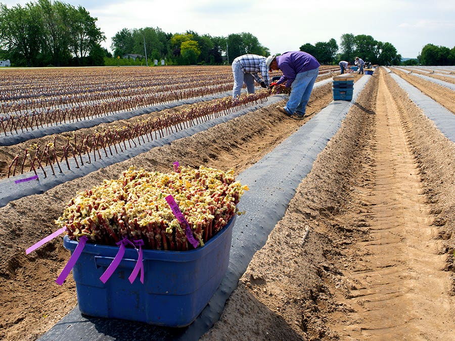 Vineyard, seasonal workers Vineyard, seasonal workers