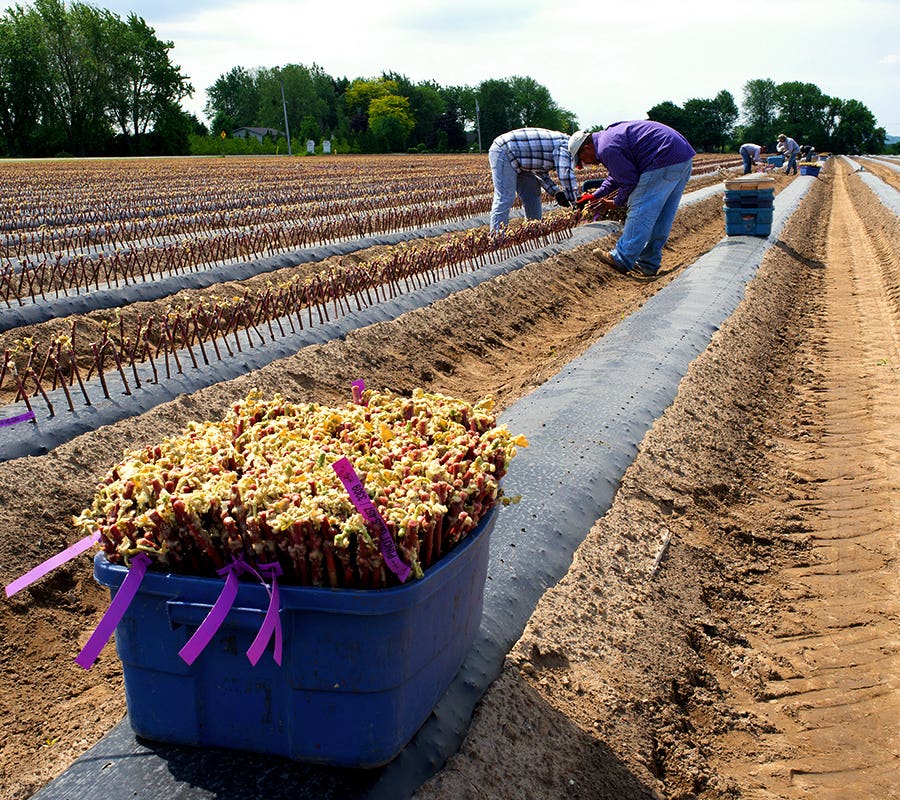 Vignoble, travailleurs saisonniers