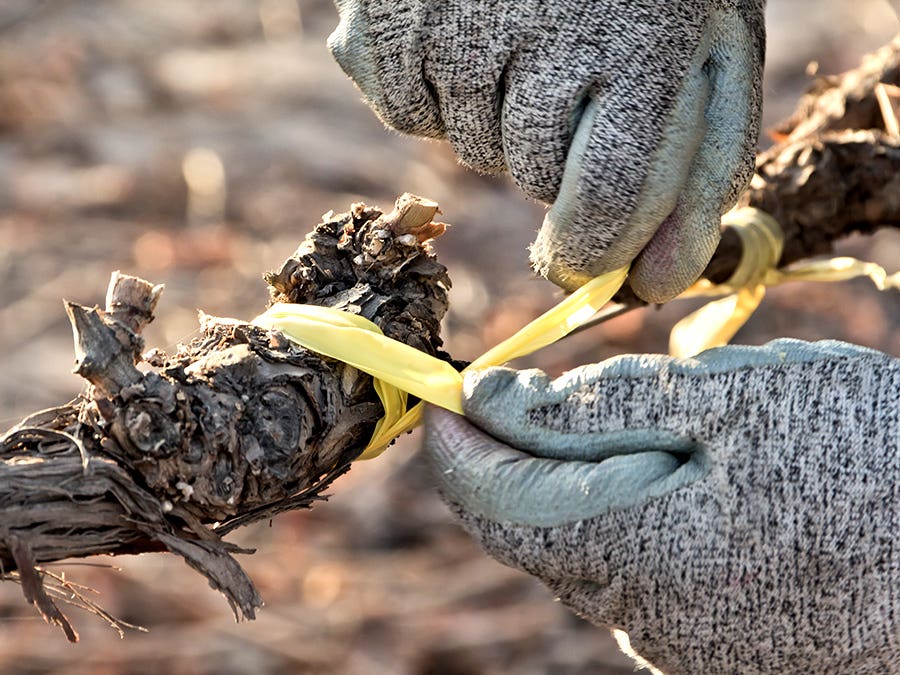 Vine grafter Vine grafter