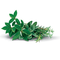 Flavour : Buffalo grass