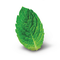 Saveur : Menthe