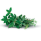 Saveur : Plante