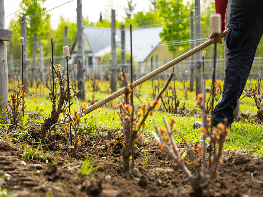 Winery Domaine Bergeville