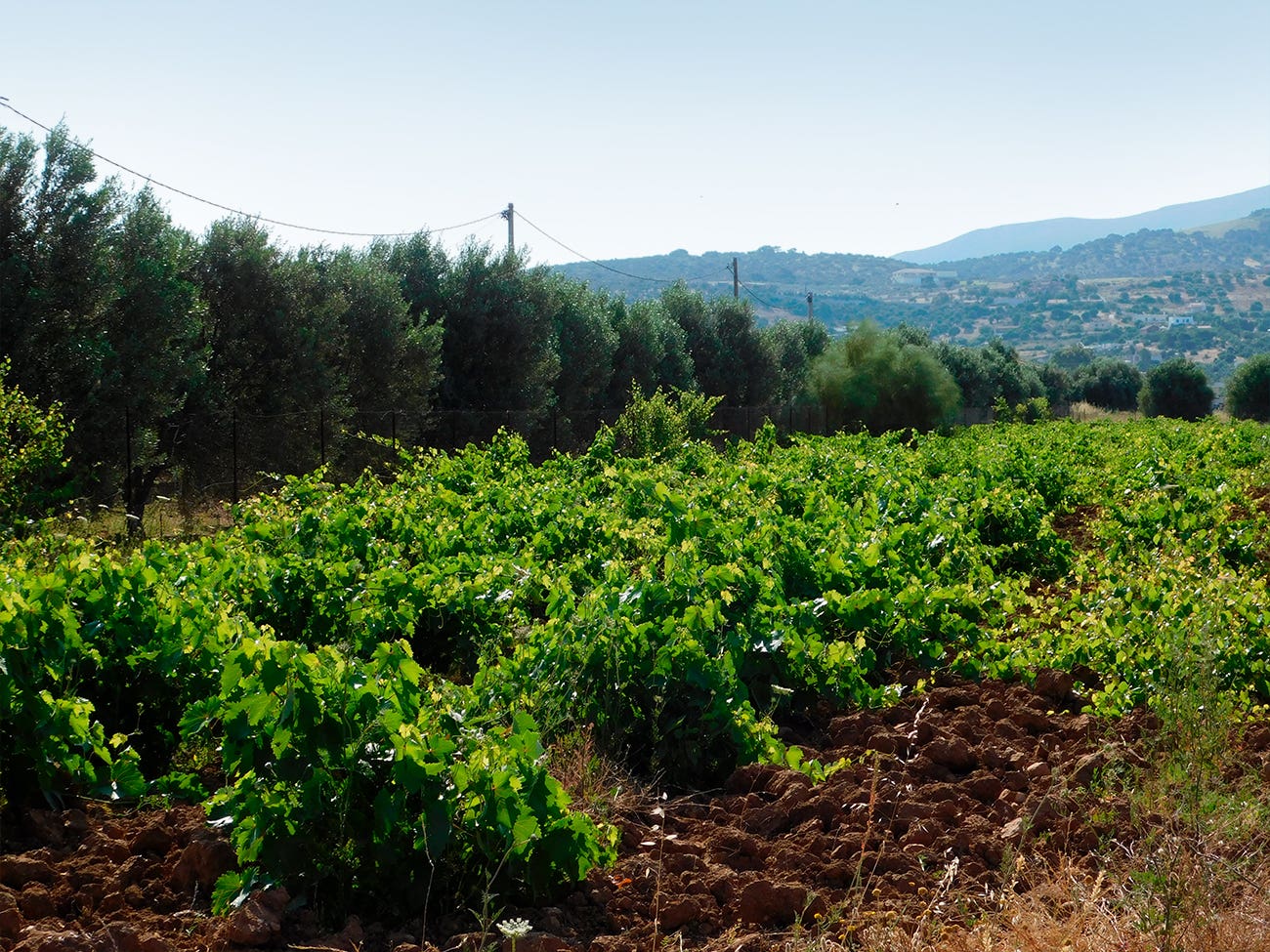 Vignoble en Grèce