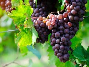 technique used to make white wine technique used to make white wine