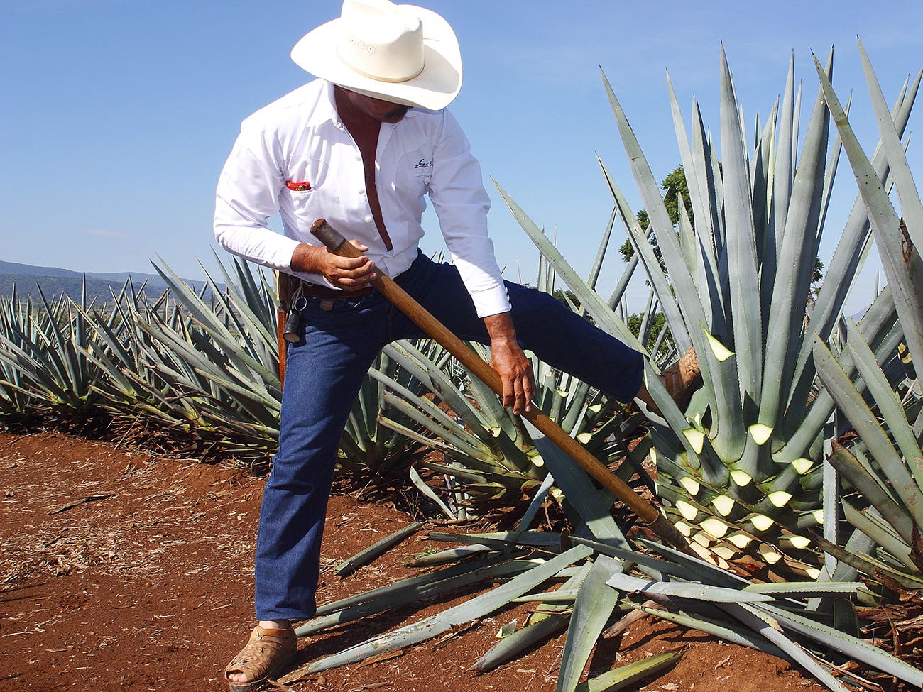 blue agave