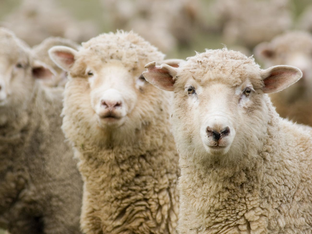 Troupeau de moutons au vignoble de Parés Baltà