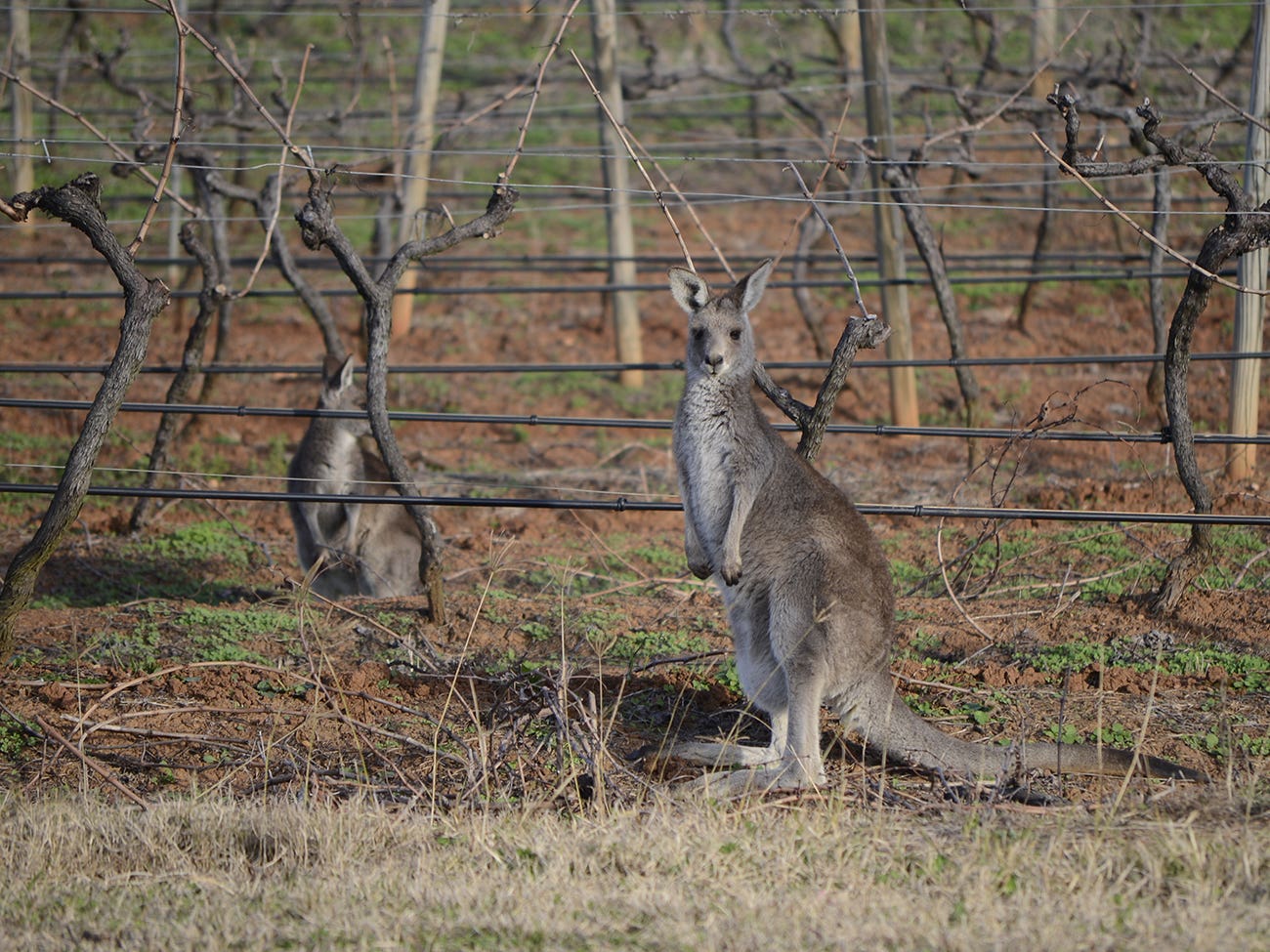 vignobles