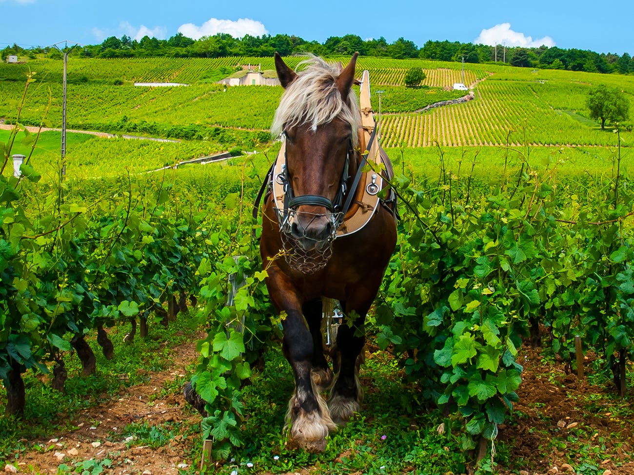 Cheval de labour dans un vignoble