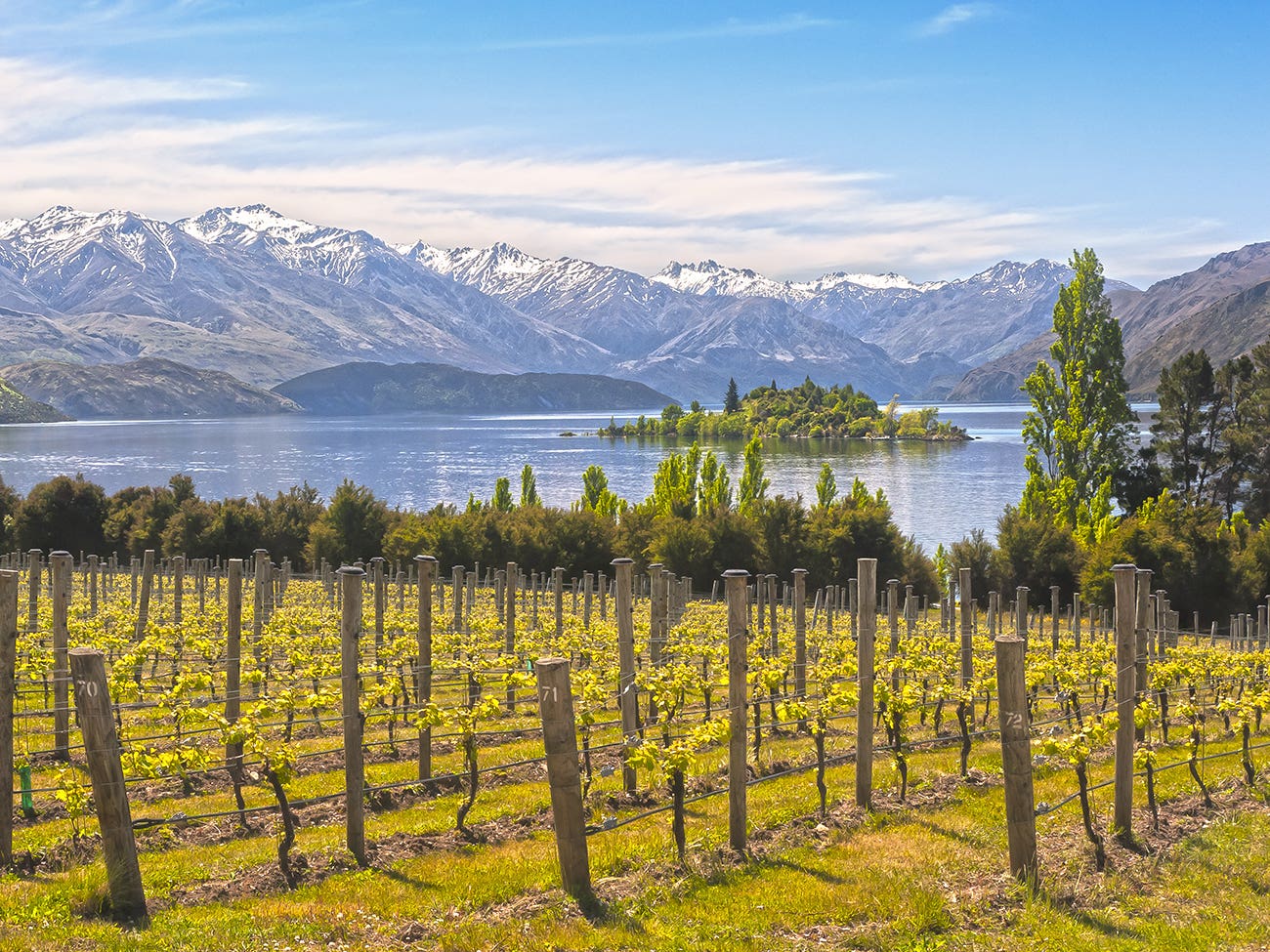 Vignoble en Nouvelle-Zélande