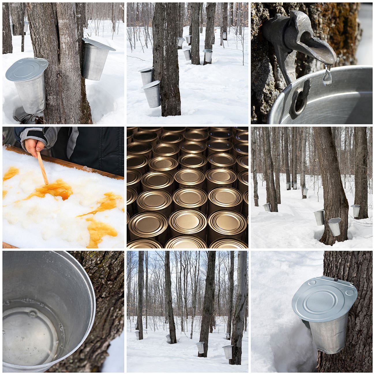 Maple syrup production steps