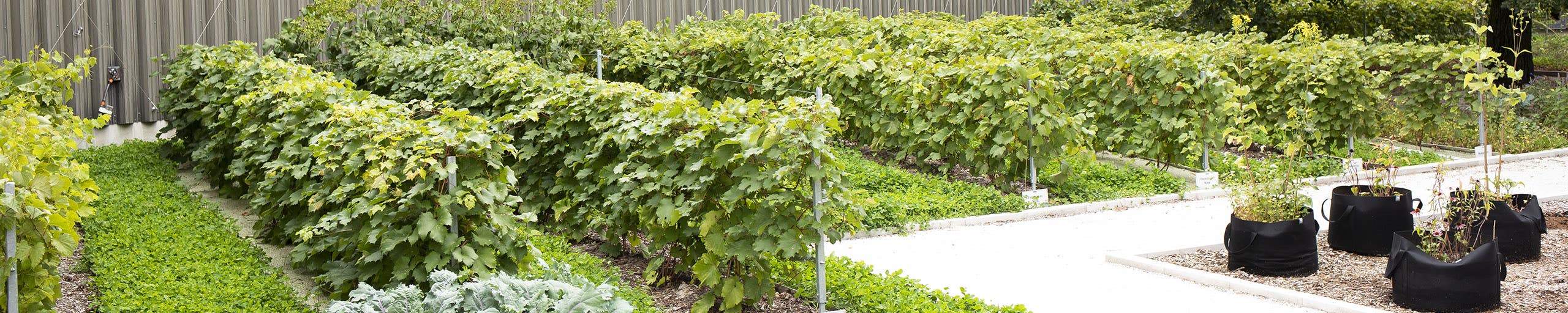 Plant de vigne - SAQ