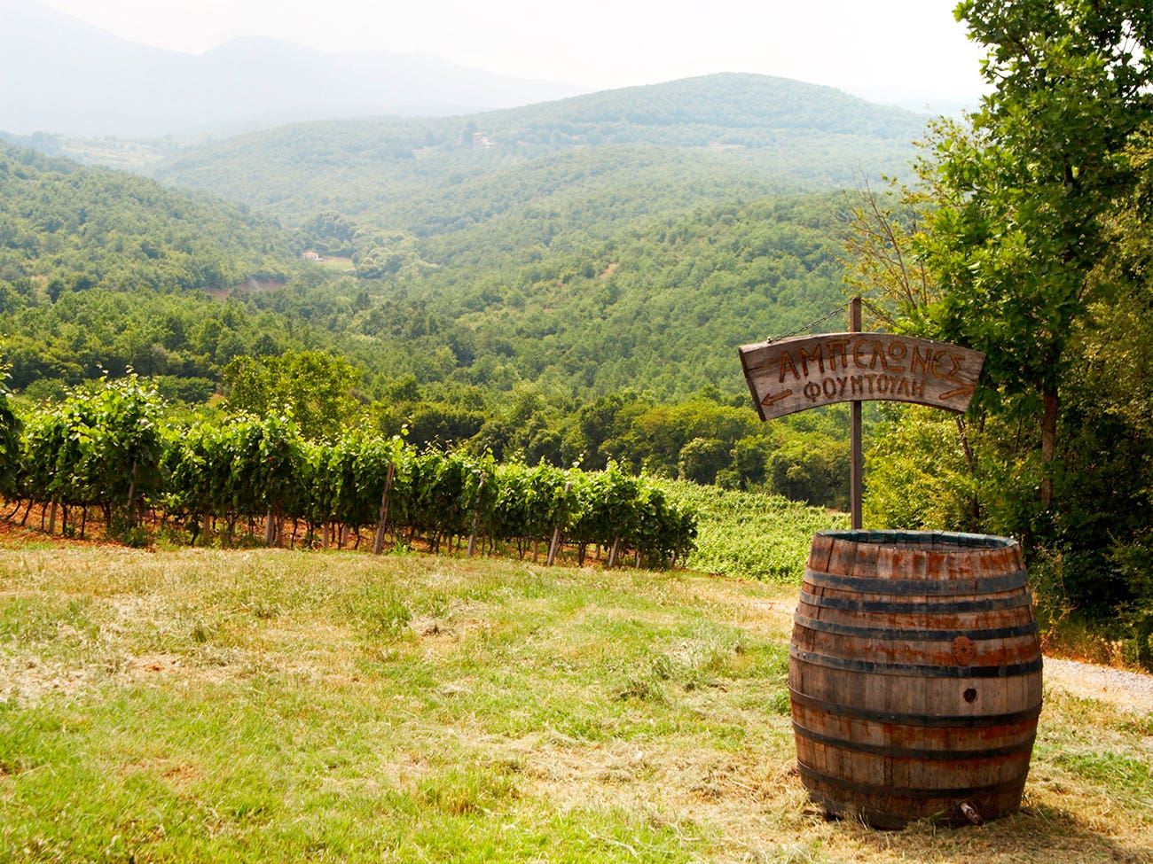 Vignoble en région montagneuse